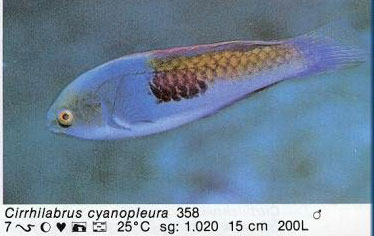 Cirrhilabrus cyanopleura